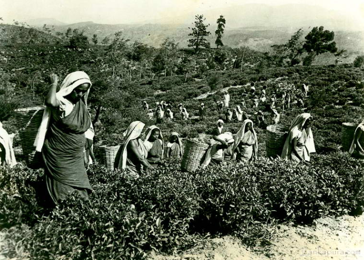 150 Years of Tea Plantation